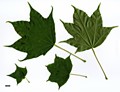SpeciesSub: f. ambiguum SpeciesSub: f. ambiguum